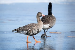 Greater White-fronted Goose, ML426400831