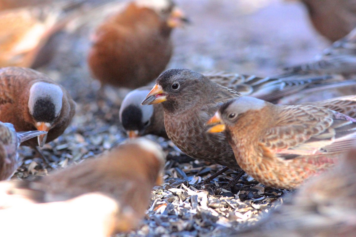 Brown-capped Rosy-Finch - ML42640661