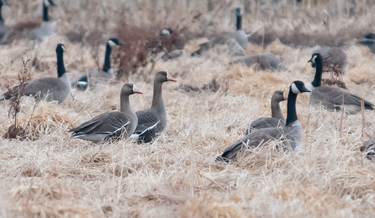 Greater White-fronted Goose - ML426407441