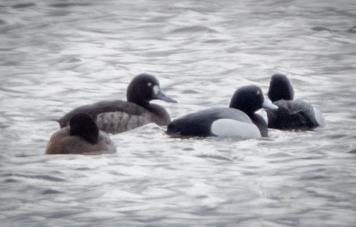 Greater Scaup - bj worth
