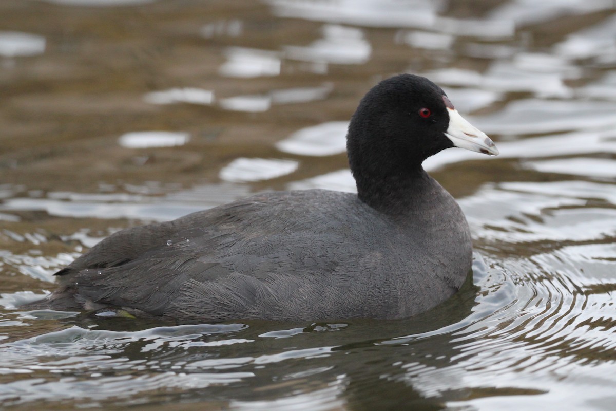 American Coot (Red-shielded) - ML426411811