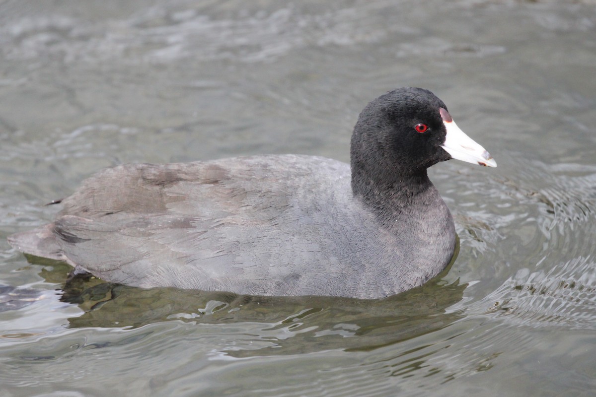 American Coot (Red-shielded) - ML426411831