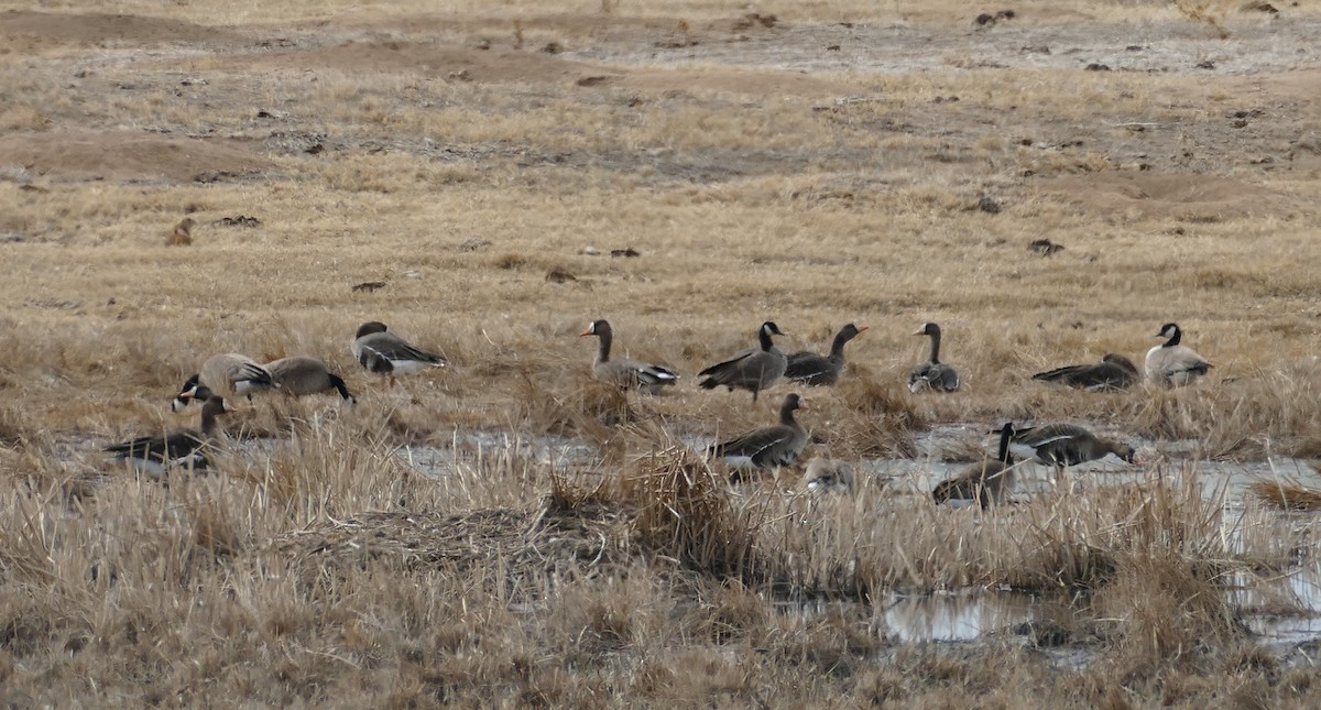 Greater White-fronted Goose - ML426433911