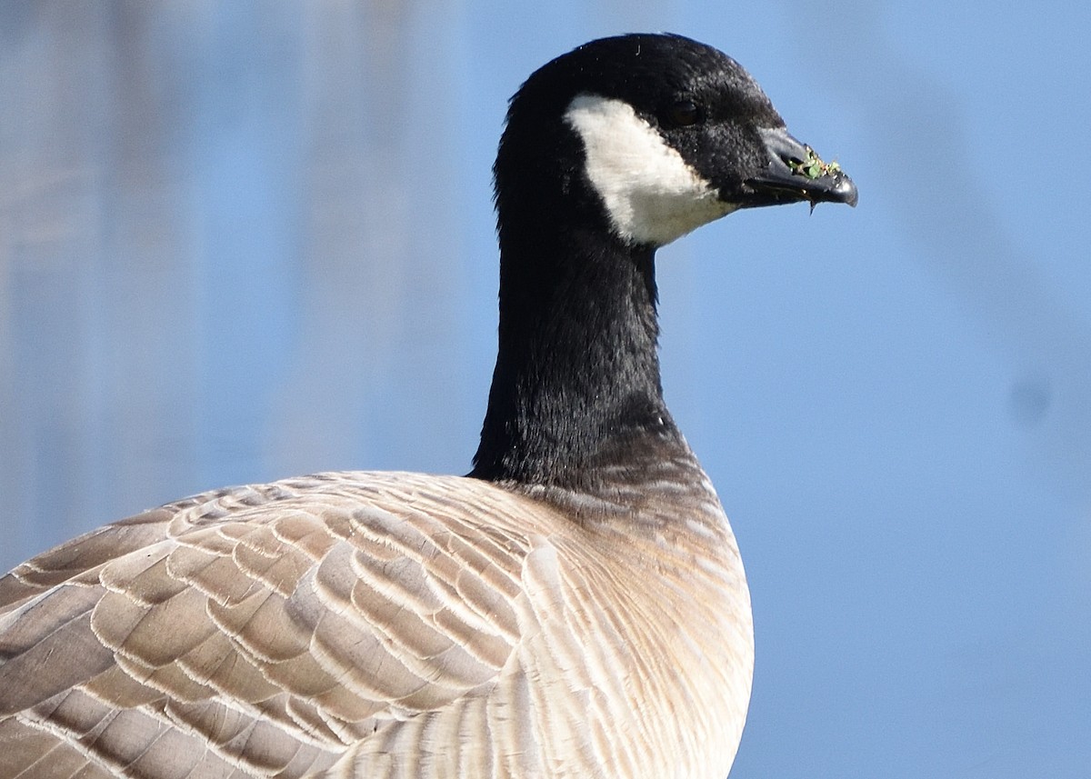 Cackling Goose (minima) - ML426441441