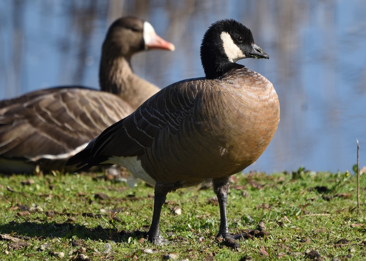 Cackling Goose (minima) - ML426441901