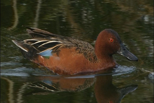  - Cinnamon Teal