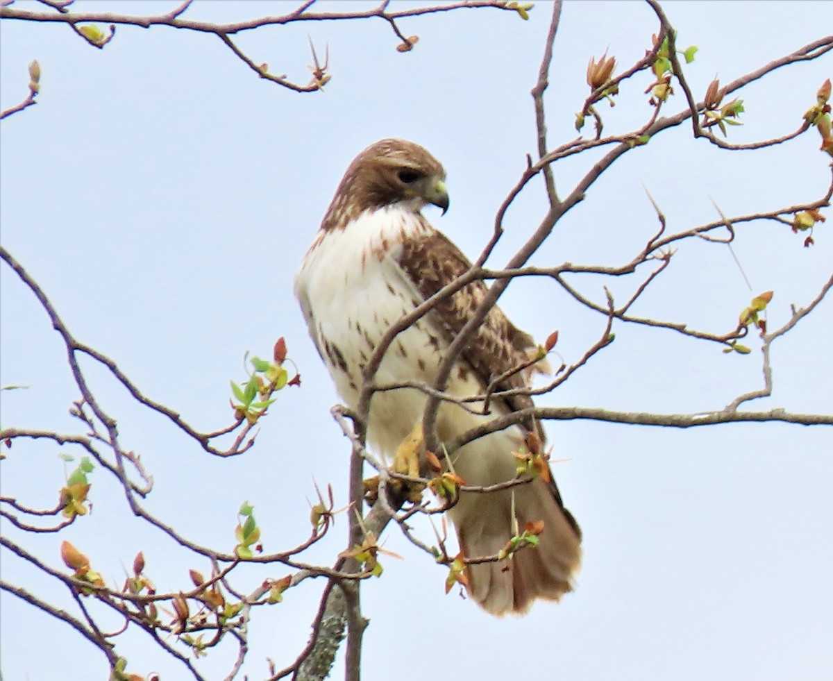 Red-tailed Hawk - ML426452081