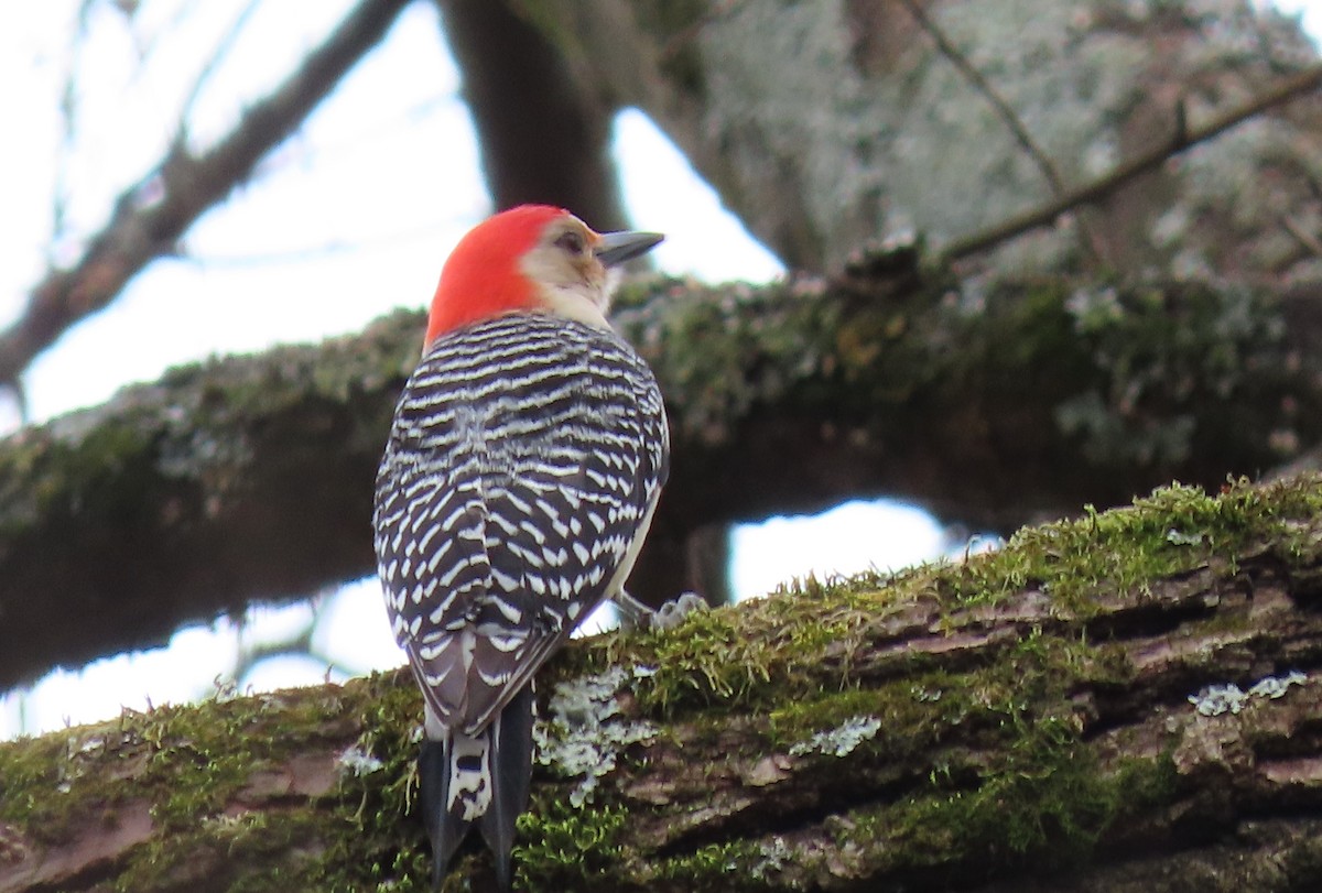 Red-bellied Woodpecker - ML426453161