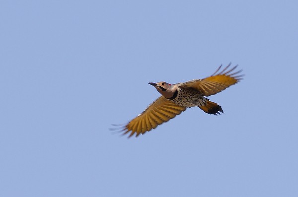 Northern Flicker (Yellow-shafted) - Ted Keyel