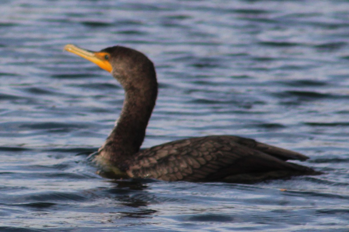 Double-crested Cormorant - Rocío Reybal 🐦
