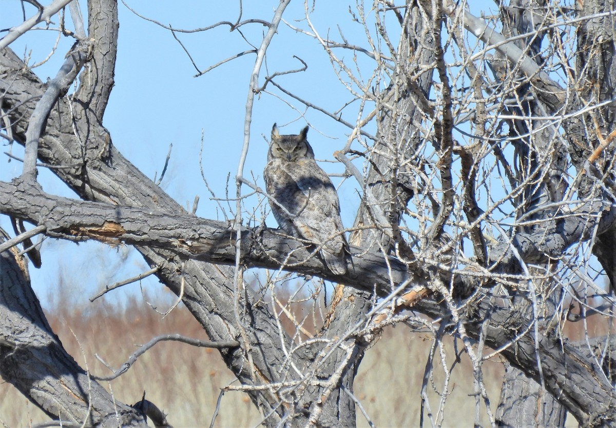 Great Horned Owl - Valentina Roumi
