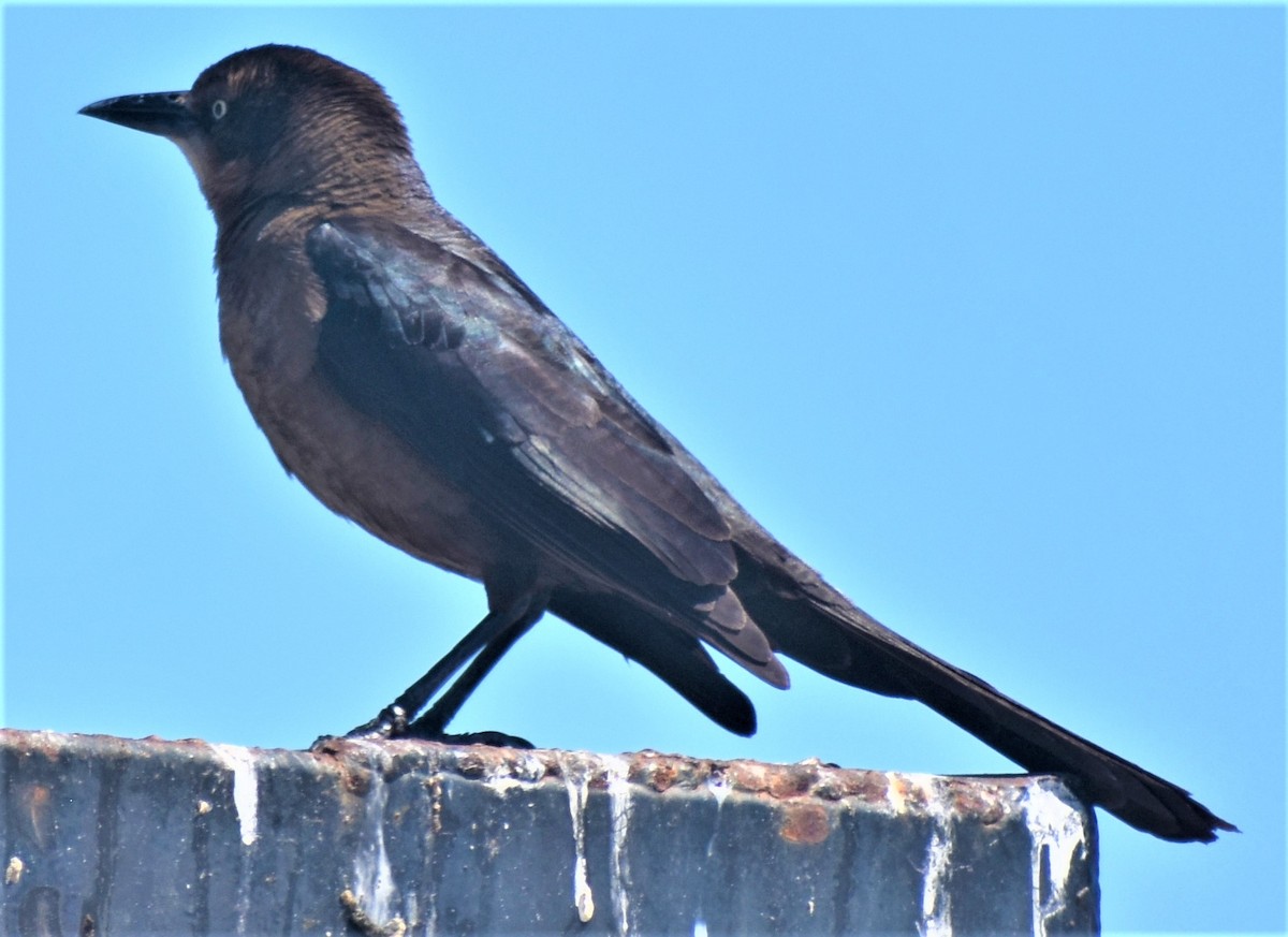 Great-tailed Grackle - ML426464851