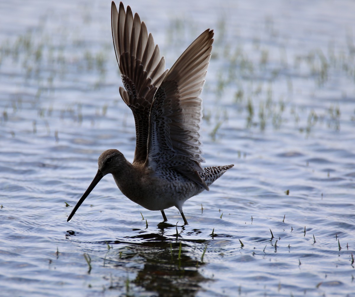 Long-billed Dowitcher - ML426470051