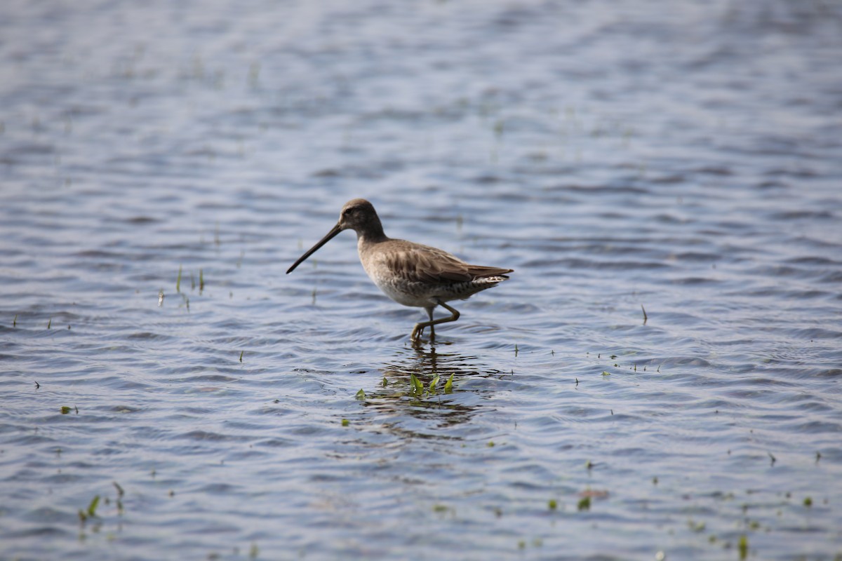 Long-billed Dowitcher - ML426470151