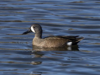 Blue-winged Teal, ML426470711