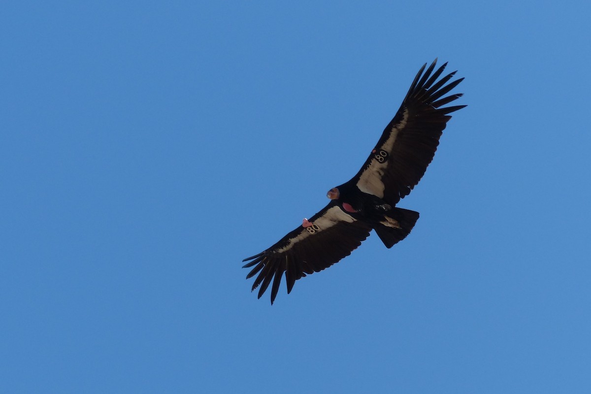 California Condor - ML42647121