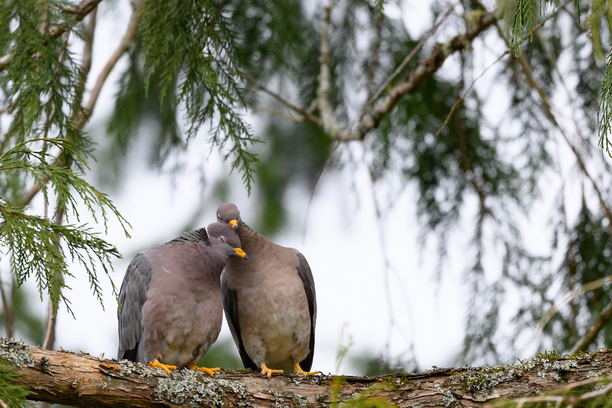Band-tailed Pigeon - ML426475911