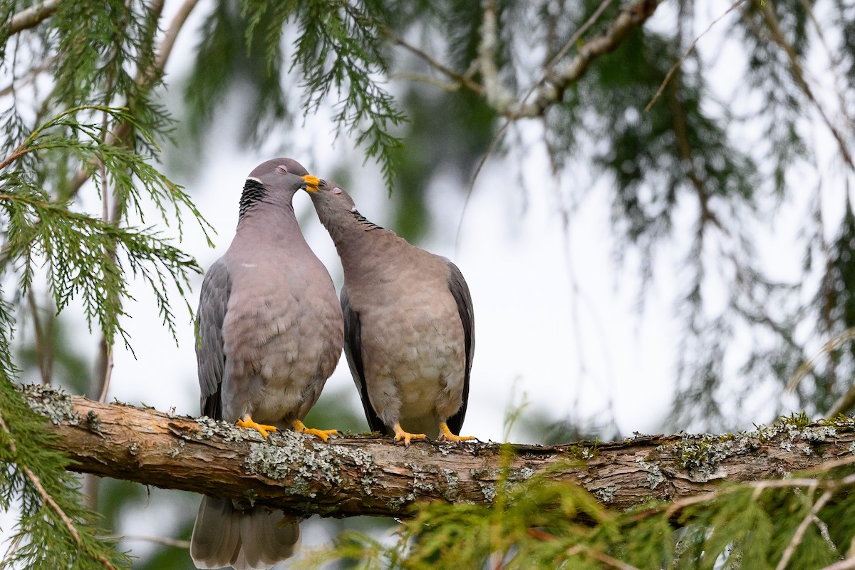 Band-tailed Pigeon - JD Hascup