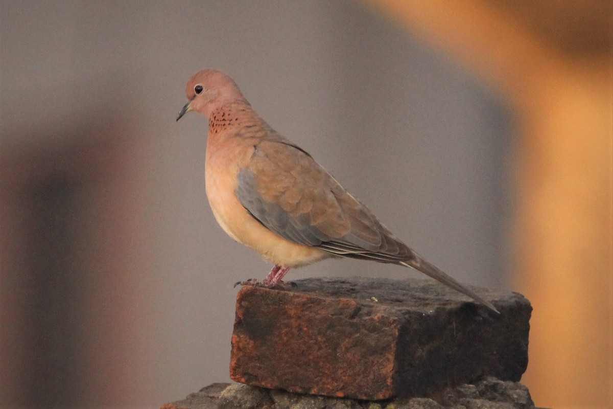 Laughing Dove - Anand Chaudhary