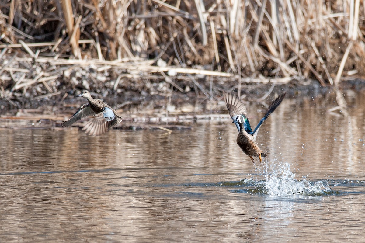 Blue-winged Teal - Taylor Long