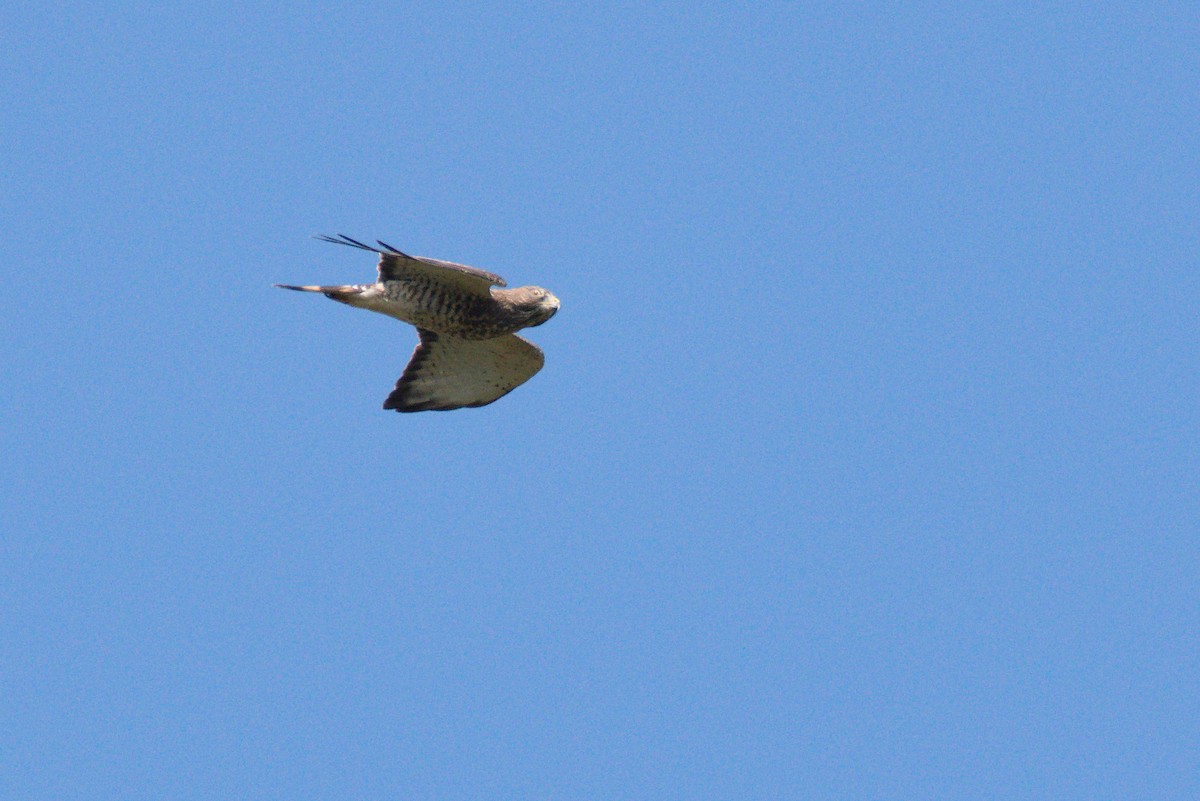 Broad-winged Hawk (Northern) - ML426484831