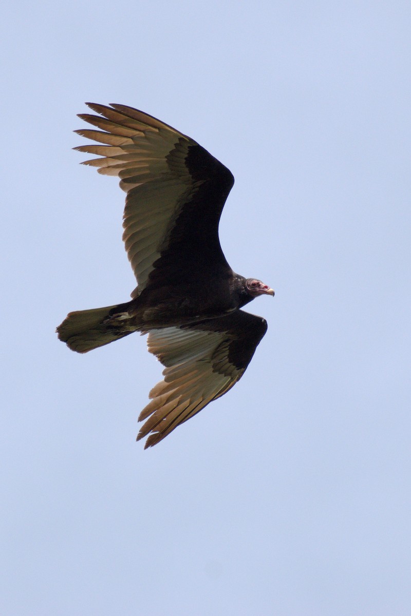 Turkey Vulture (Northern) - ML426485001