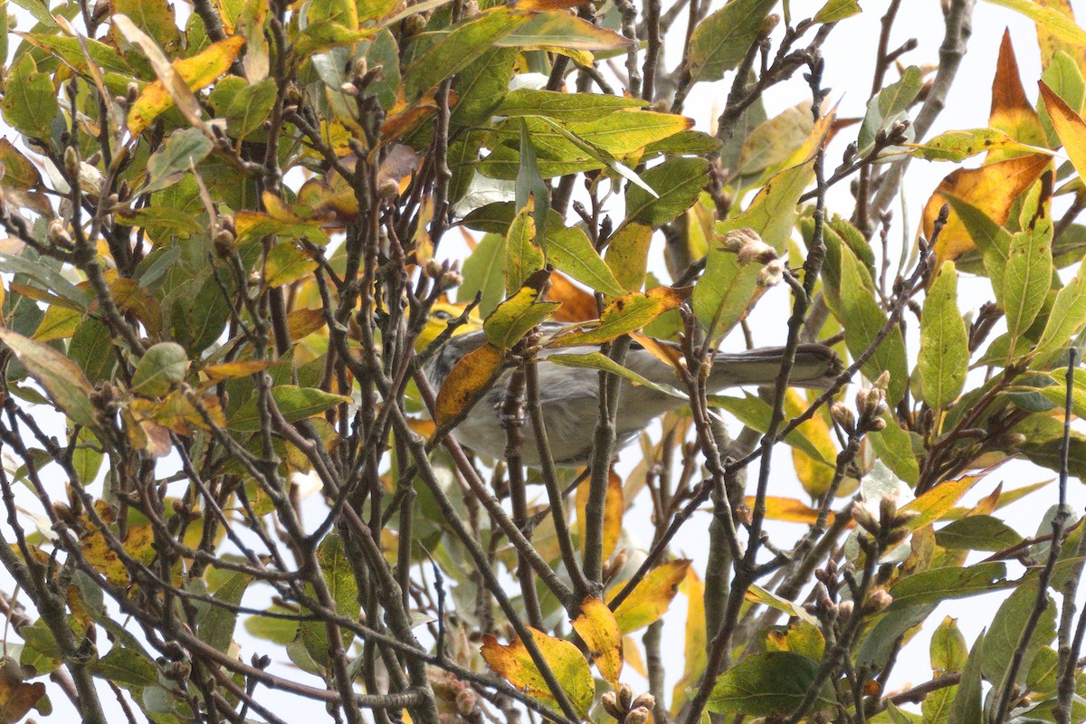 Golden-cheeked Warbler - ML426485971