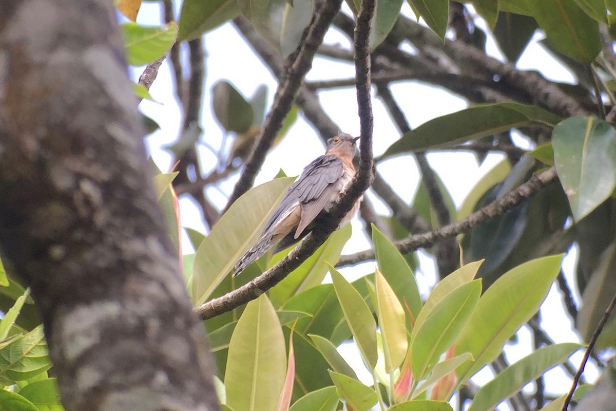 Fan-tailed Cuckoo - Cory Gregory