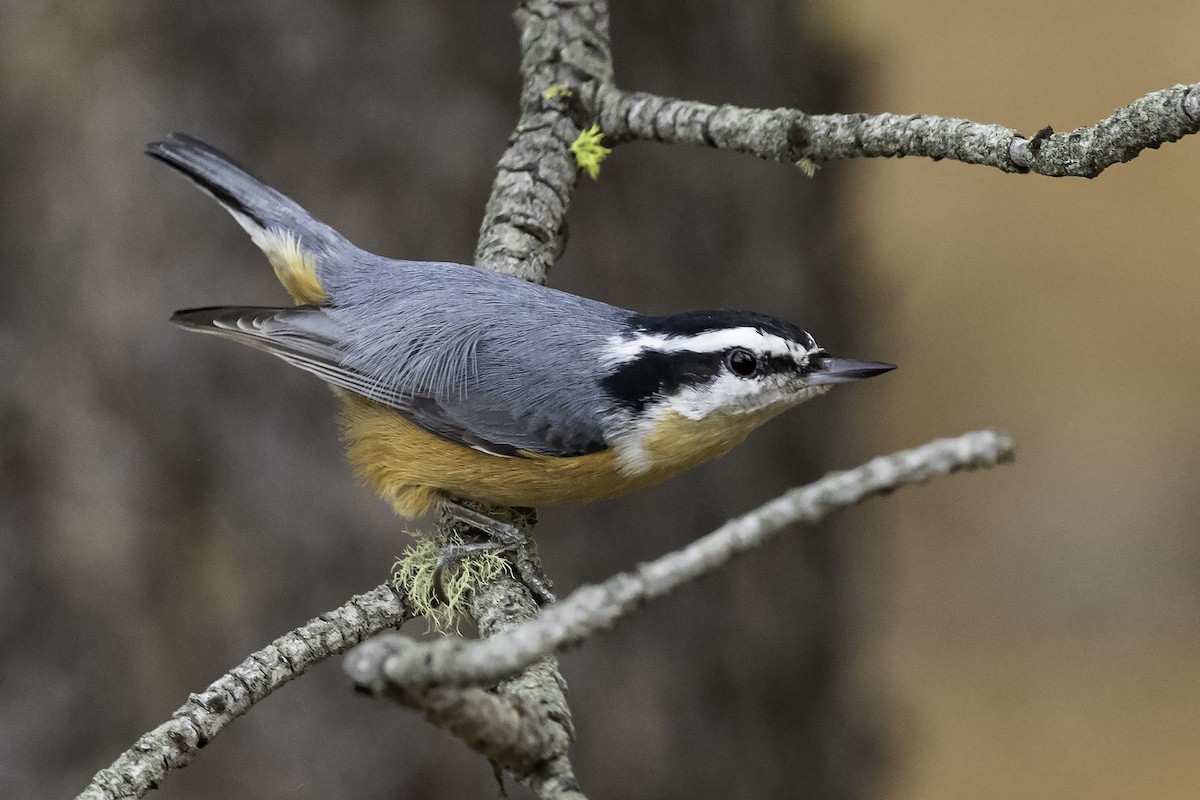 Red-breasted Nuthatch - ML426490491
