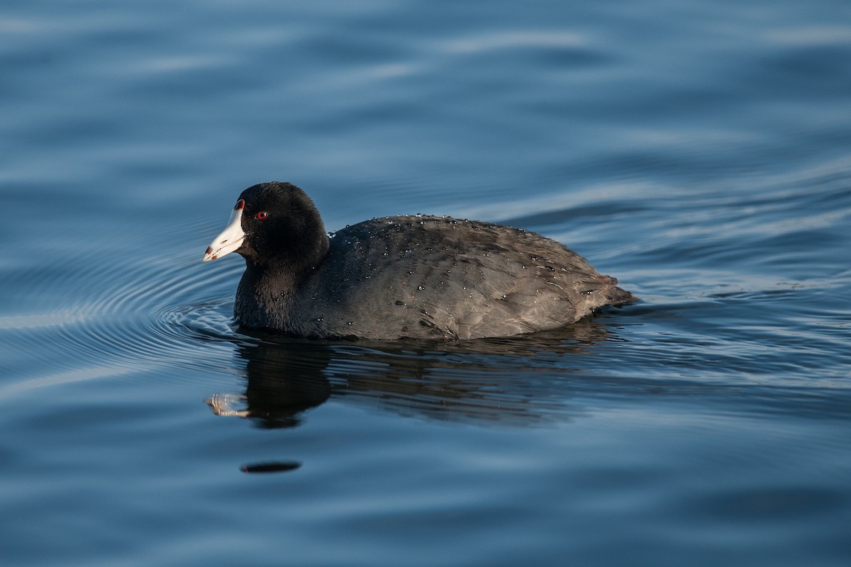 American Coot (Red-shielded) - Taylor Long