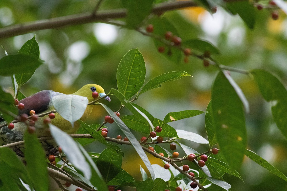 White-bellied Green-Pigeon - ML426501851