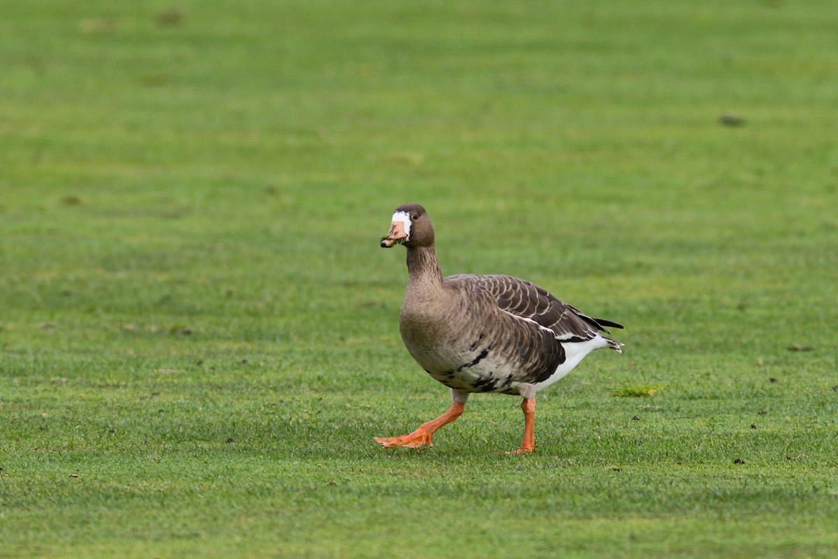 Greater White-fronted Goose - ML426504491