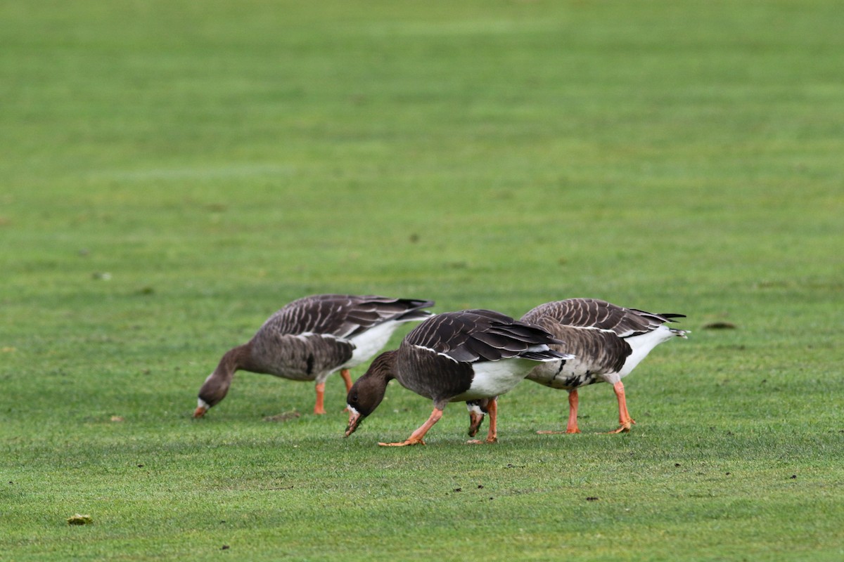 Greater White-fronted Goose - ML426504501