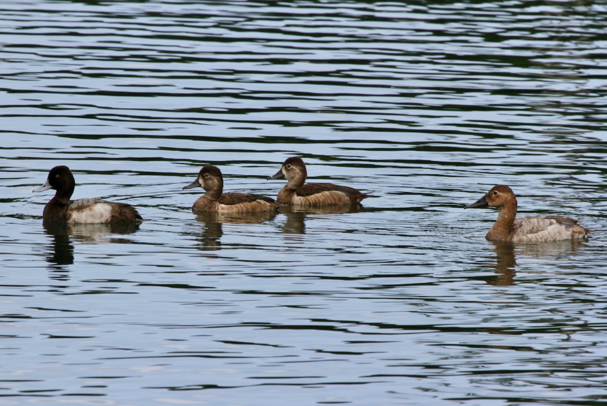 Ring-necked Duck - Sherman  Wing