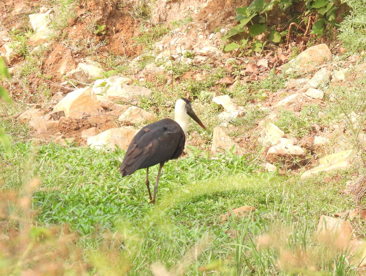 Asian Woolly-necked Stork - ML426507341