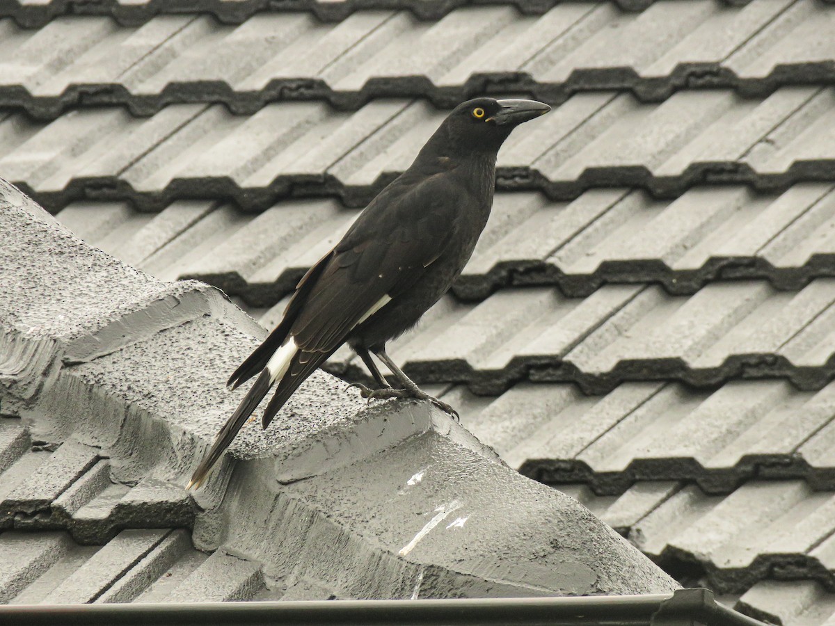Pied Currawong - ML426510161