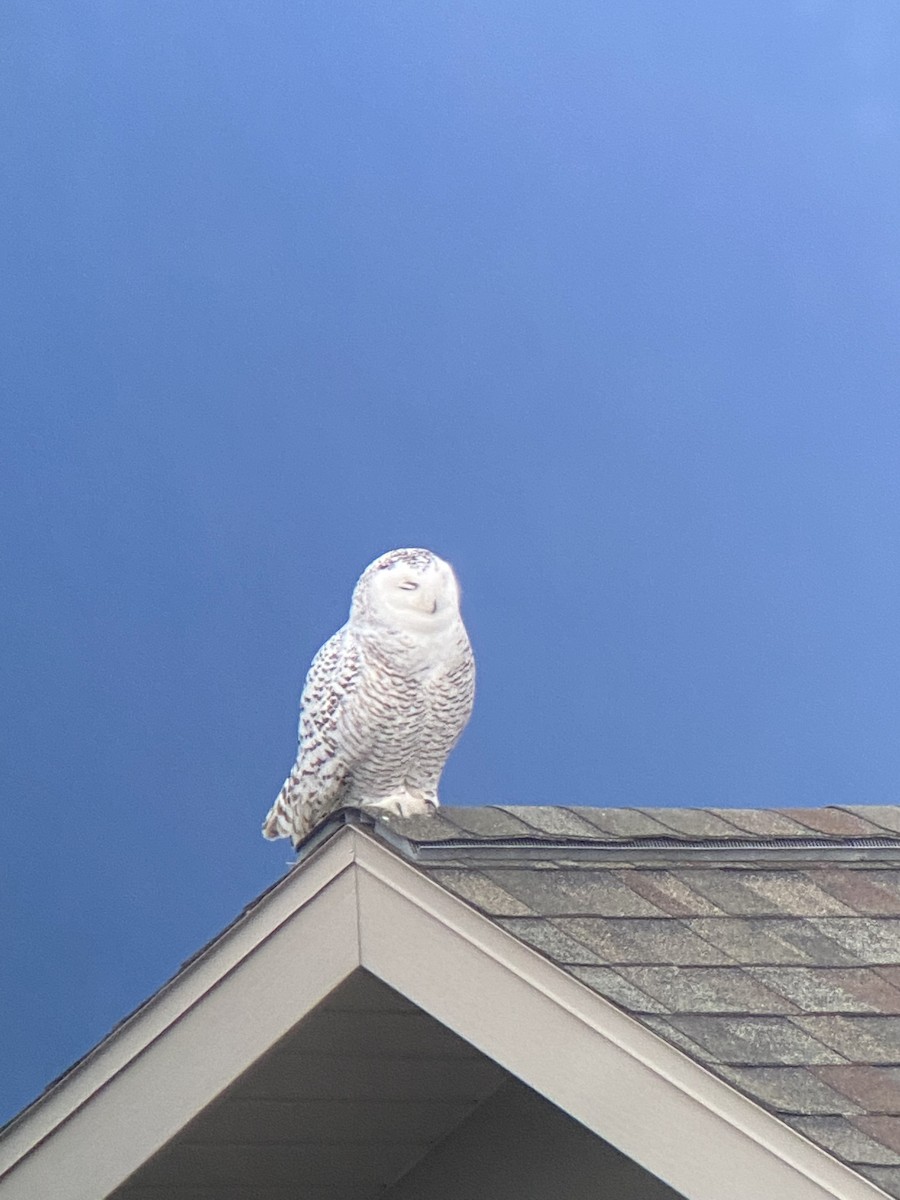 Snowy Owl - ML426512781