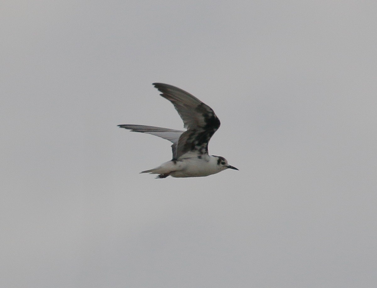 White-winged Tern - ML426513531