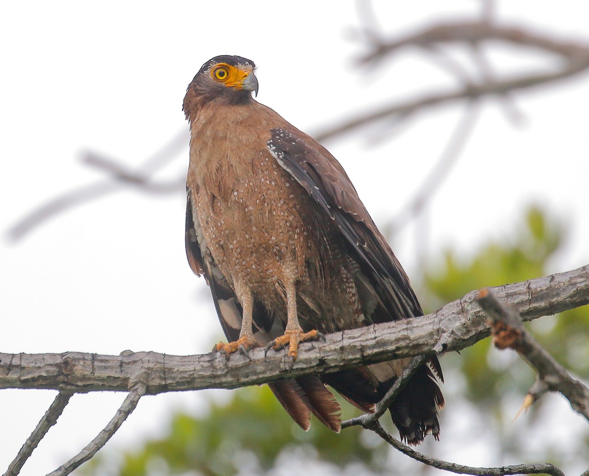 Crested Serpent-Eagle - ML426513781