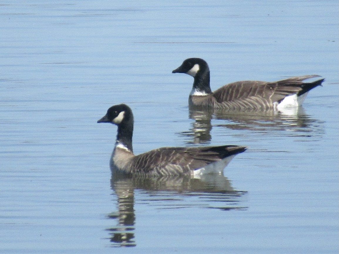 Cackling Goose (Aleutian) - ML426521751