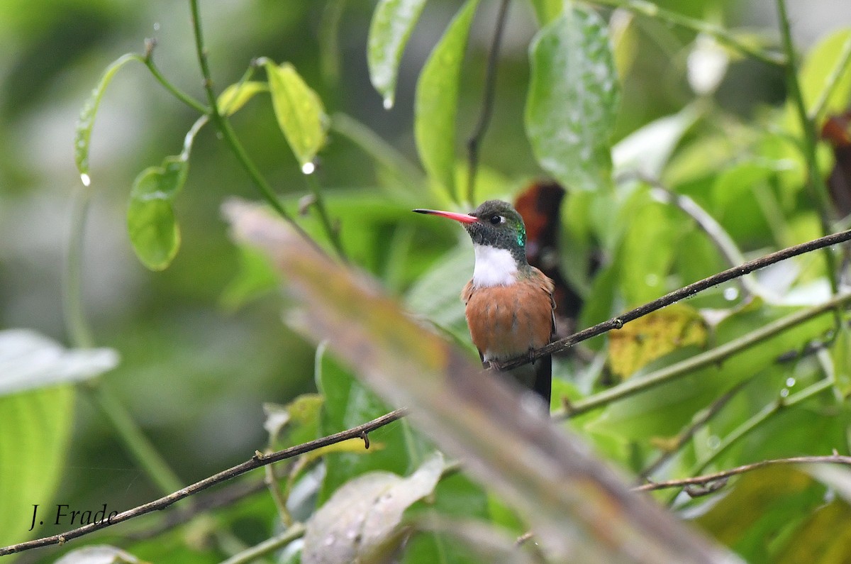 Amazilia Hummingbird - José Frade