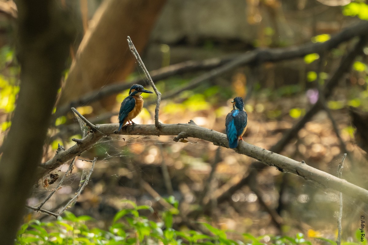 Common Kingfisher - Aditya Rao