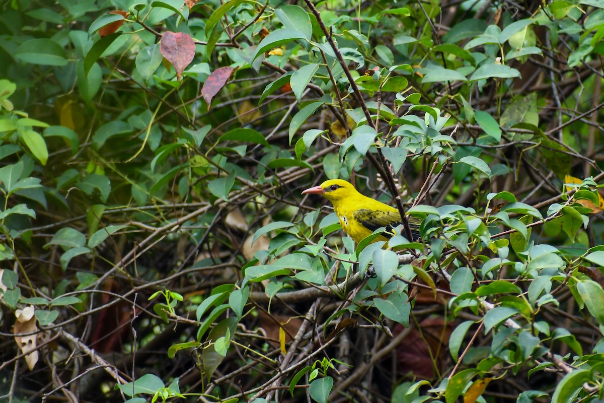 Indian Golden Oriole - ML426532721