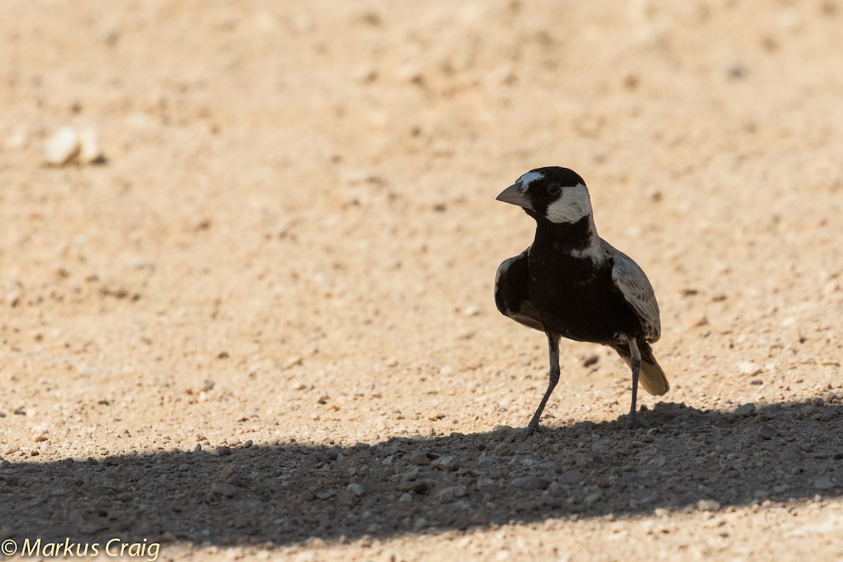 Black-crowned Sparrow-Lark - Markus Craig
