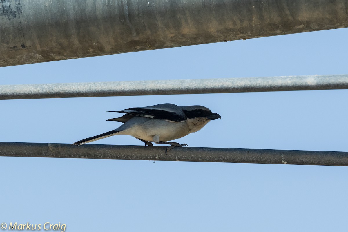 Great Gray Shrike (Arabian) - ML42653481