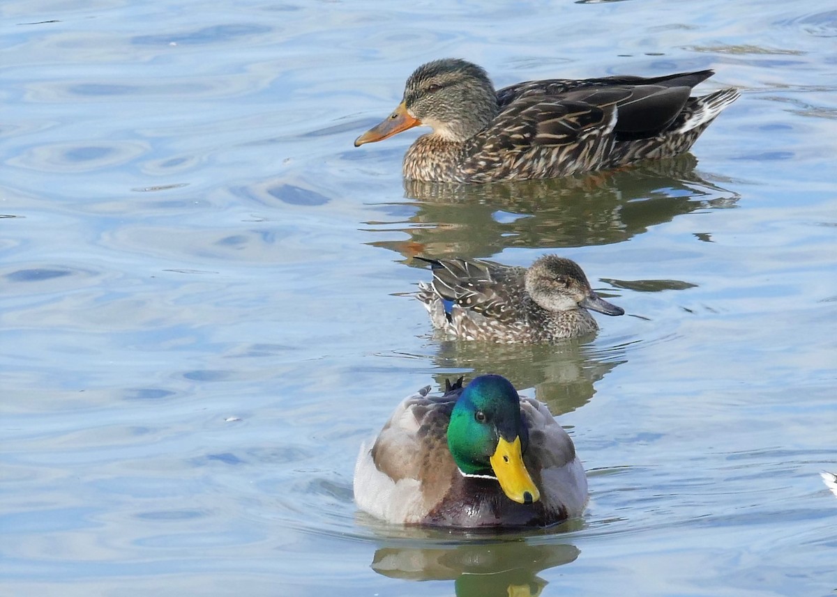 Green-winged Teal - ML426537261