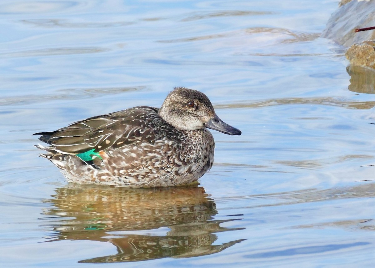 Green-winged Teal - ML426537271