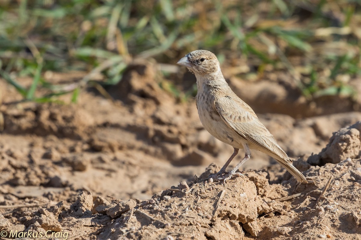 Black-crowned Sparrow-Lark - ML42654201