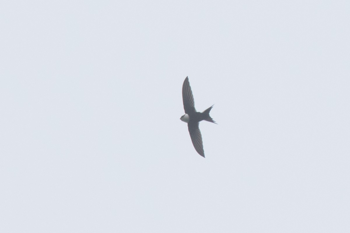 Lesser Swallow-tailed Swift - Steve Kelling