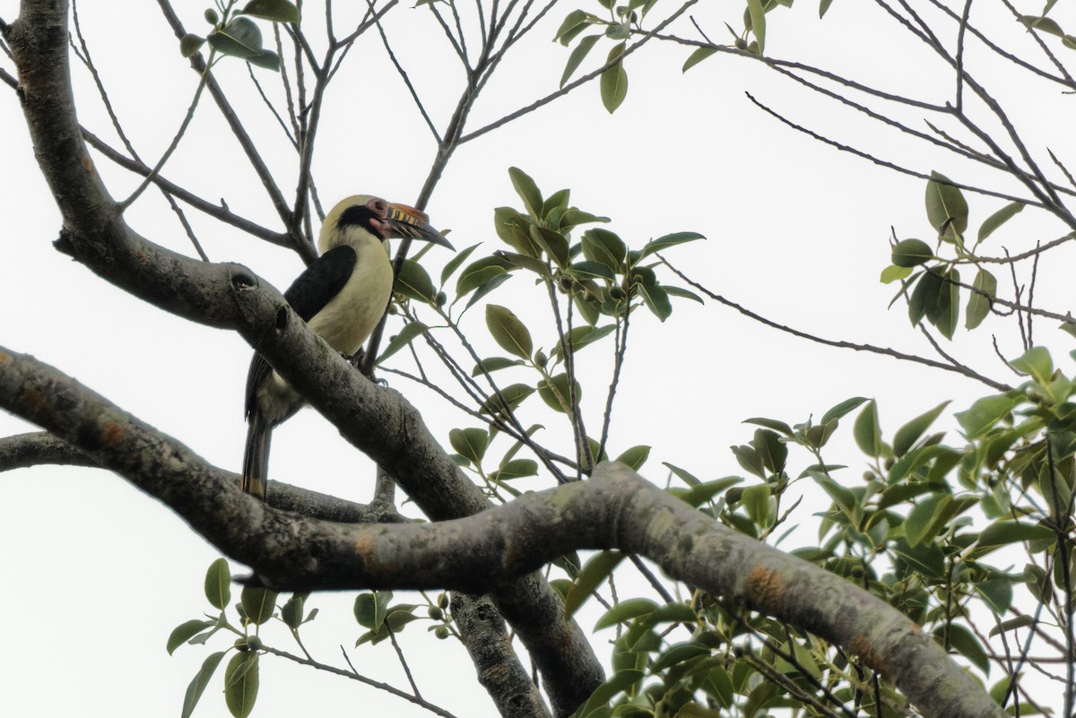 Luzon Hornbill - Subra Ramakrishnan